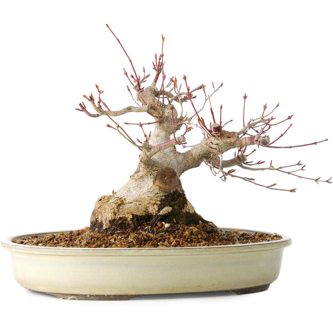 Acer palmatum, 21 cm, ± 25 años, con un nebari de 11 cm, del jardín de Shinji Suzuki