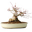 Acer palmatum, 21 cm, ± 25 jaar oud, met een nebari van 11 cm, uit de tuin van Shinji Suzuki