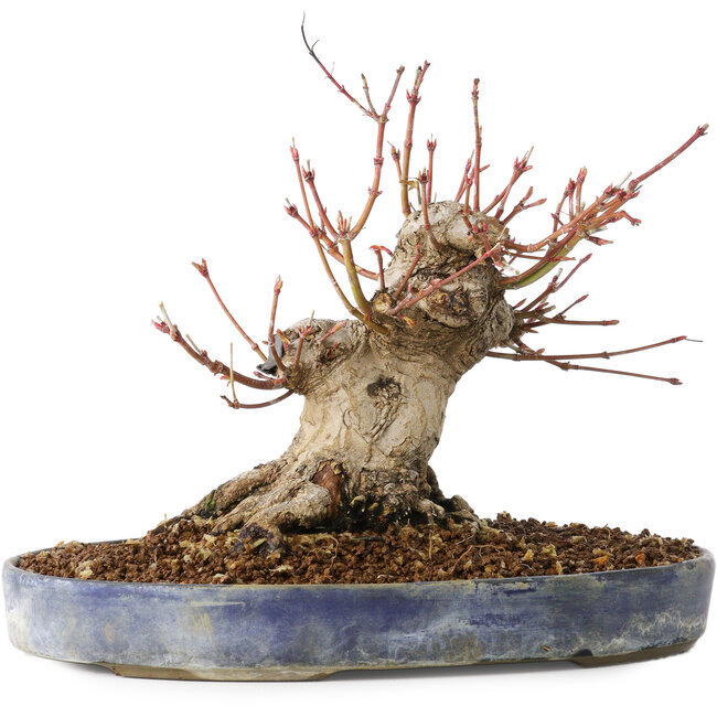 Acer palmatum, 18 cm, ± 25 jaar oud, met een nebari van 13 cm, in een Seto Yaki pot