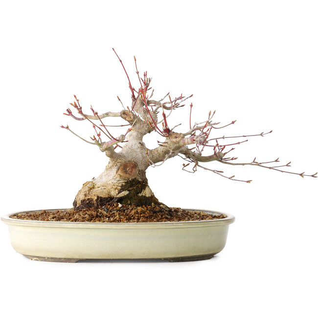 Acer palmatum, 21 cm, ± 25 years old, with a nebari of 11 cm, from the garden of Shinji Suzuki