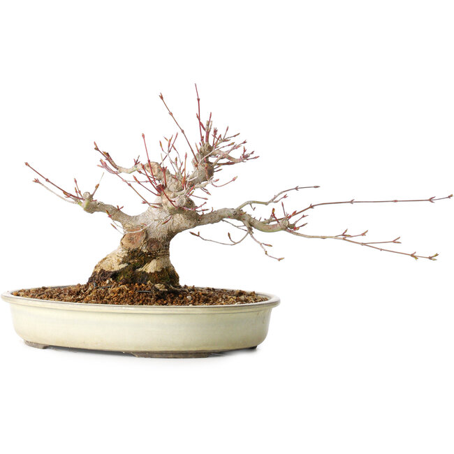 Acer palmatum, 21 cm, ± 25 jaar oud, met een nebari van 11 cm, uit de tuin van Shinji Suzuki