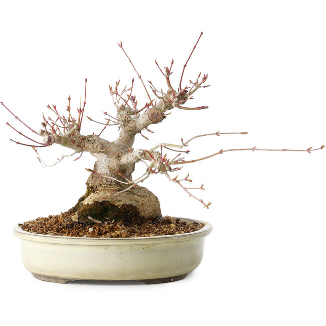 Acer palmatum, 21 cm, ± 25 años, con un nebari de 11 cm, del jardín de Shinji Suzuki