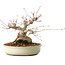 Acer palmatum, 21 cm, ± 25 jaar oud, met een nebari van 11 cm, uit de tuin van Shinji Suzuki