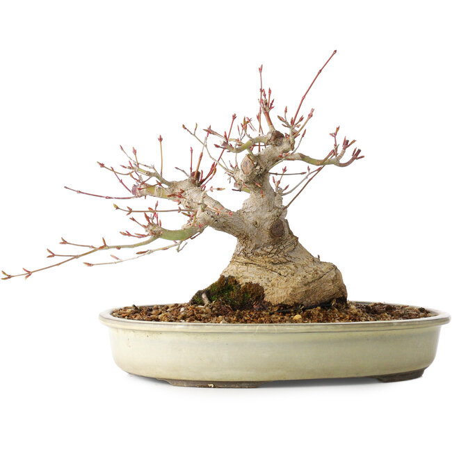 Acer palmatum, 21 cm, ± 25 years old, with a nebari of 11 cm, from the garden of Shinji Suzuki