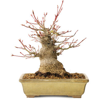 Seto Yaki Acer palmatum, 20 cm, ± 35 jaar oud