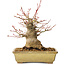 Acer palmatum, 20 cm, ± 35 jaar oud, met een nebari van 12 cm, in een Seto Yaki pot