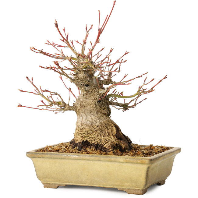Acer palmatum, 20 cm, ± 35 Jahre alt, mit einem Nebari von 12 cm, in einem Seto Yaki Topf