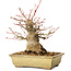 Acer palmatum, 20 cm, ± 35 jaar oud, met een nebari van 12 cm, in een Seto Yaki pot