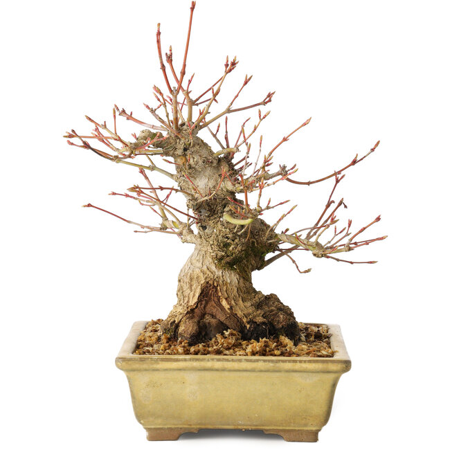 Acer palmatum, 20 cm, ± 35 años, con un nebari de 12 cm, en una maceta Seto Yaki