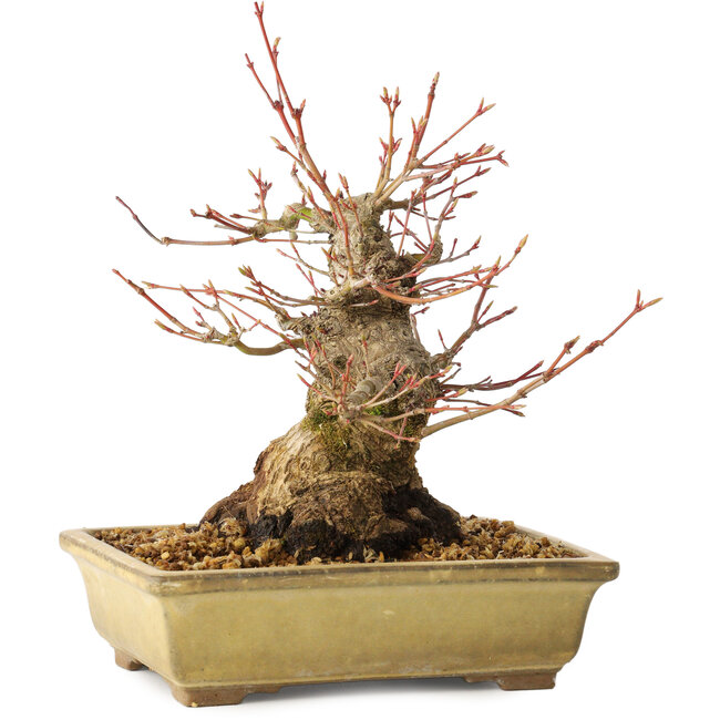Acer palmatum, 20 cm, ± 35 years old, with a nebari of 12 cm, in a Seto Yaki pot
