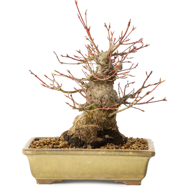 Acer palmatum, 20 cm, ± 35 jaar oud, met een nebari van 12 cm, in een Seto Yaki pot