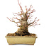 Acer palmatum, 20 cm, ± 35 jaar oud, met een nebari van 12 cm, in een Seto Yaki pot