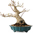 Acer palmatum, 19 cm, ± 30 jaar oud, met een nebari van 10 cm