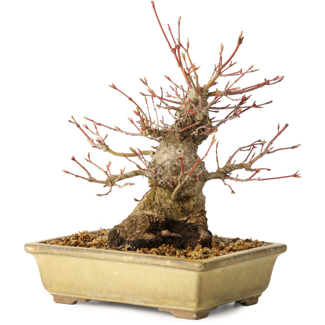 Acer palmatum, 20 cm, ± 35 jaar oud, met een nebari van 12 cm, in een Seto Yaki pot