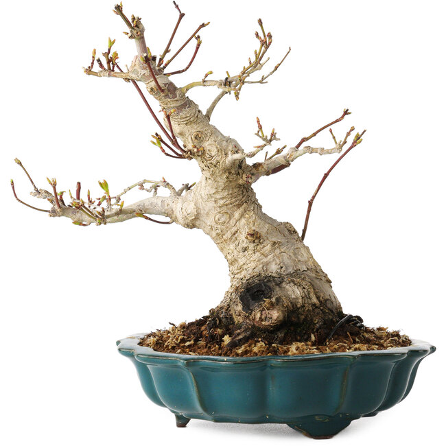 Acer palmatum, 19 cm, ± 30 ans, avec un nebari de 10 cm
