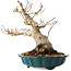 Acer palmatum, 19 cm, ± 30 jaar oud, met een nebari van 10 cm