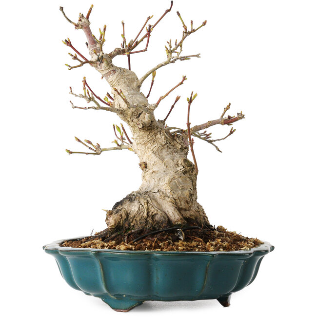 Acer palmatum, 19 cm, ± 30 anni, con un nebari di 10 cm