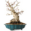 Acer palmatum, 19 cm, ± 30 jaar oud, met een nebari van 10 cm