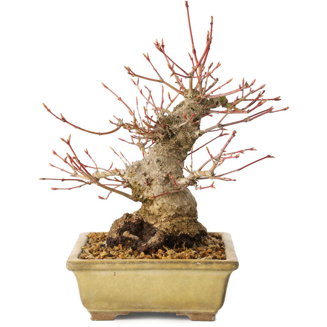 Acer palmatum, 20 cm, ± 35 ans, avec un nebari de 12 cm, dans un pot Seto Yaki