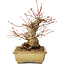Acer palmatum, 20 cm, ± 35 jaar oud, met een nebari van 12 cm, in een Seto Yaki pot