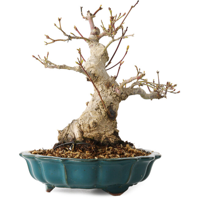 Acer palmatum, 19 cm, ± 30 years old, with a nebari of 10 cm