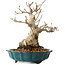 Acer palmatum, 19 cm, ± 30 jaar oud, met een nebari van 10 cm