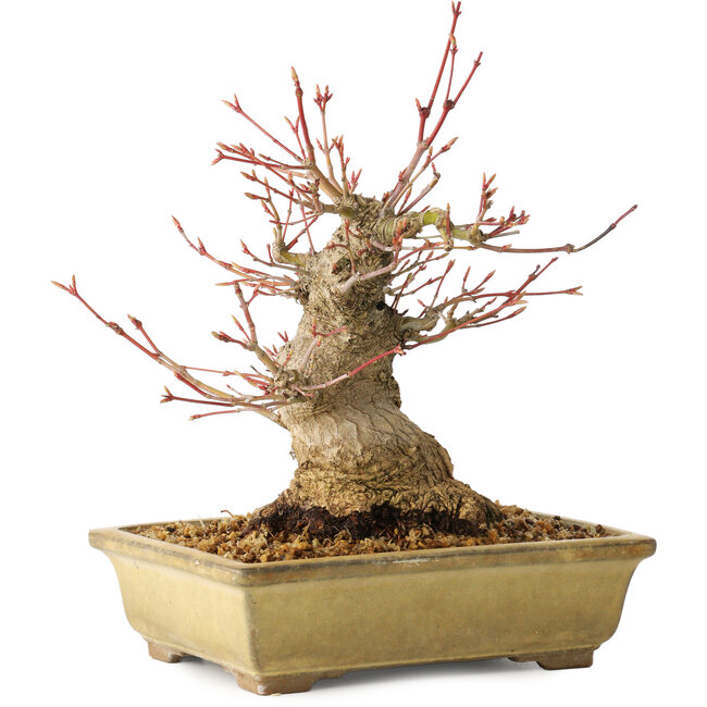 Acer palmatum, 20 cm, ± 35 years old, with a nebari of 12 cm, in a Seto Yaki pot