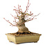 Acer palmatum, 20 cm, ± 35 jaar oud, met een nebari van 12 cm, in een Seto Yaki pot