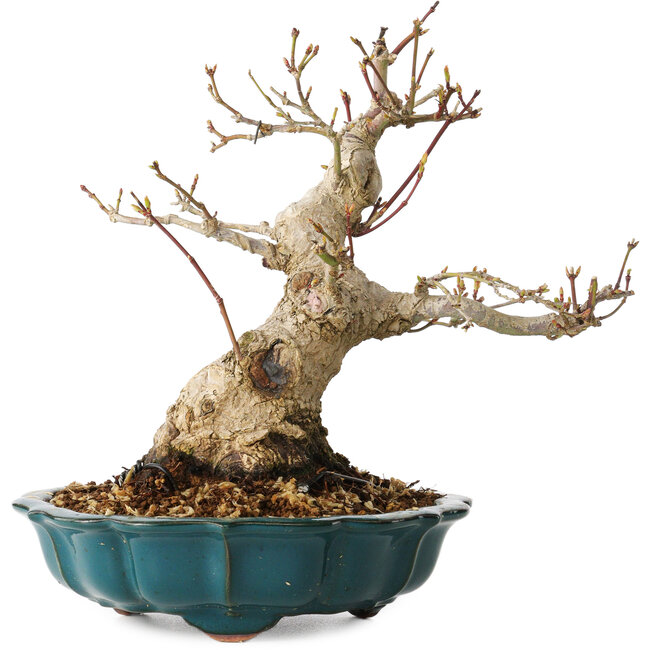 Acer palmatum, 19 cm, ± 30 years old, with a nebari of 10 cm