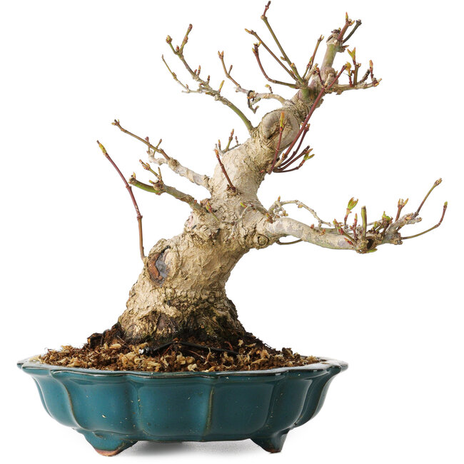 Acer palmatum, 19 cm, ± 30 years old, with a nebari of 10 cm