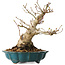 Acer palmatum, 19 cm, ± 30 jaar oud, met een nebari van 10 cm