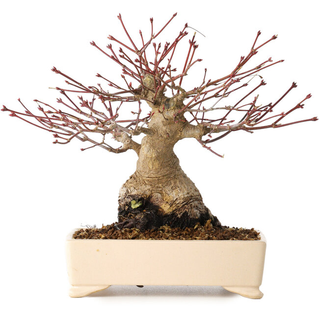 Acer palmatum, 17 cm, ± 25 jaar oud, met een nebari van 9 cm