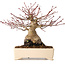 Acer palmatum, 17 cm, ± 25 jaar oud, met een nebari van 9 cm