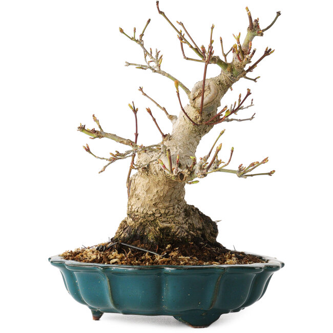 Acer palmatum, 19 cm, ± 30 Jahre alt, mit einem Nebari von 10 cm