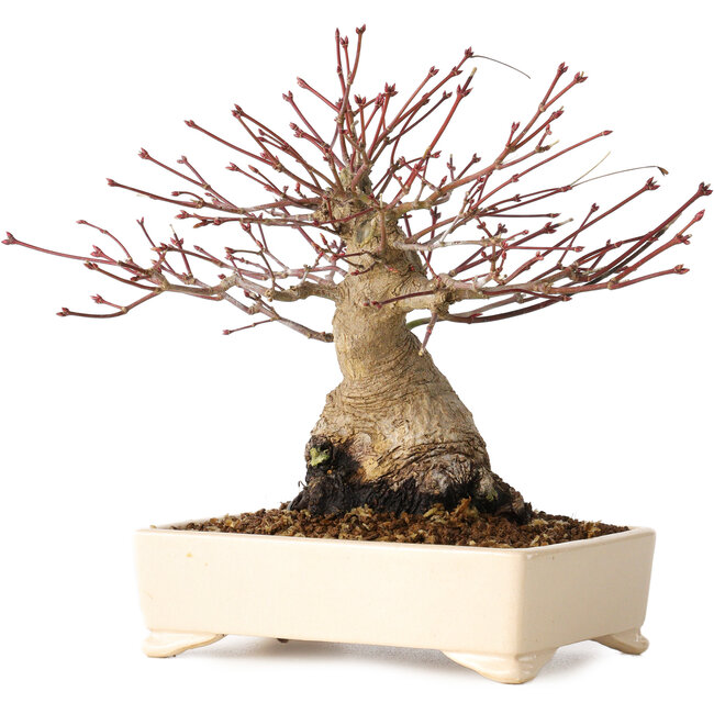 Acer palmatum, 17 cm, ± 25 ans, avec un nebari de 9 cm