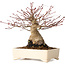 Acer palmatum, 17 cm, ± 25 jaar oud, met een nebari van 9 cm