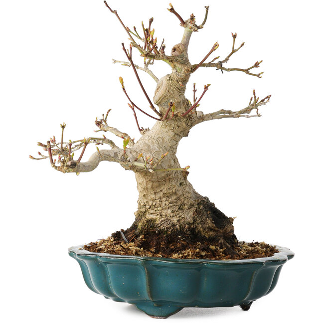 Acer palmatum, 19 cm, ± 30 jaar oud, met een nebari van 10 cm