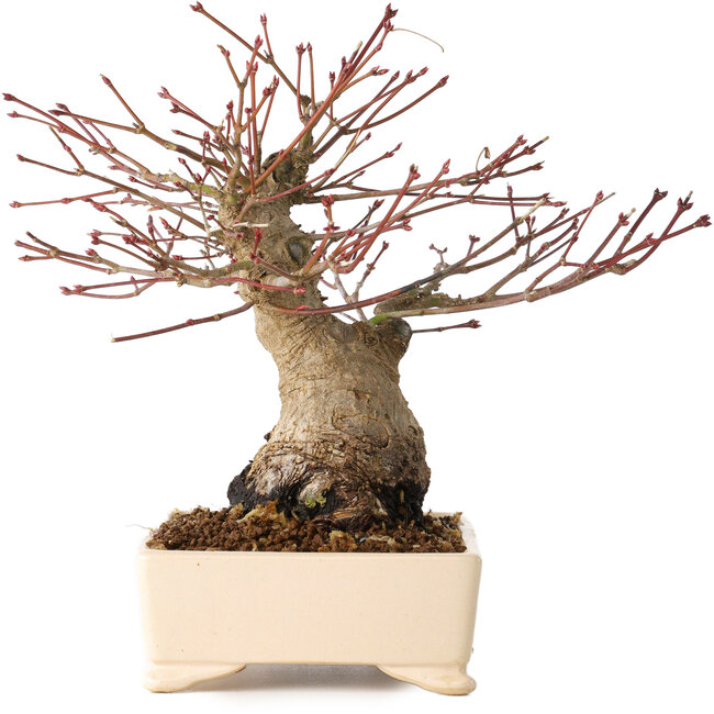 Acer palmatum, 17 cm, ± 25 anni, con un nebari di 9 cm