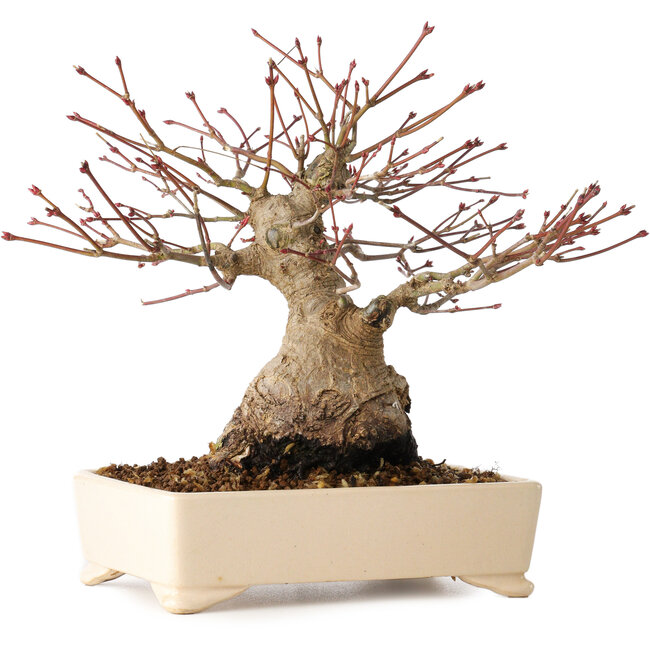 Acer palmatum, 17 cm, ± 25 jaar oud, met een nebari van 9 cm
