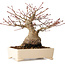 Acer palmatum, 17 cm, ± 25 jaar oud, met een nebari van 9 cm