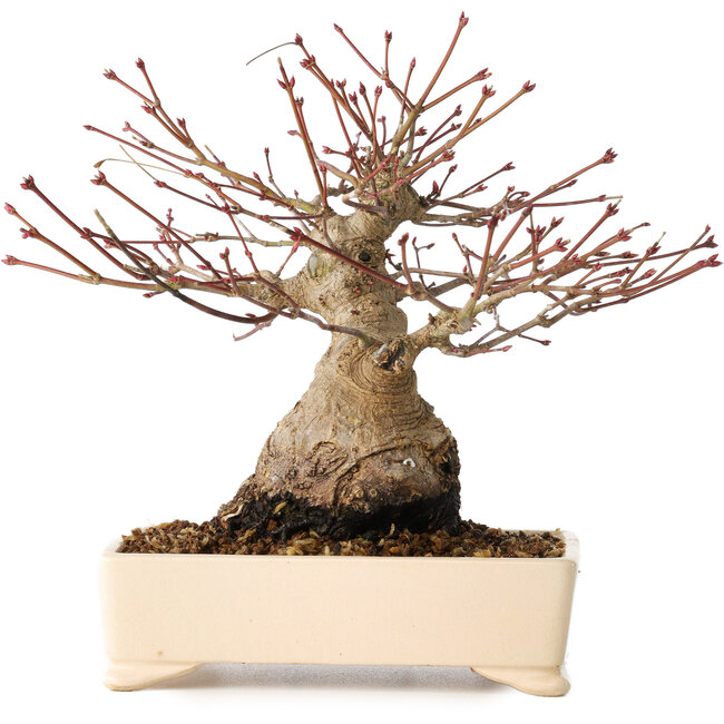 Acer palmatum, 17 cm, ± 25 ans, avec un nebari de 9 cm