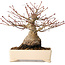 Acer palmatum, 17 cm, ± 25 jaar oud, met een nebari van 9 cm