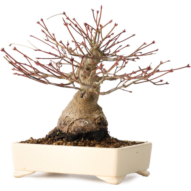 Acer palmatum, 17 cm, ± 25 Jahre alt, mit einem Nebari von 9 cm