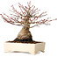 Acer palmatum, 17 cm, ± 25 jaar oud, met een nebari van 9 cm