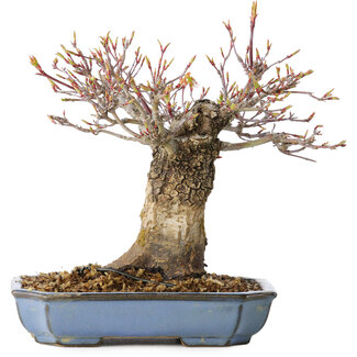 Acer palmatum Arakawa, 16 cm, ± 20 anni