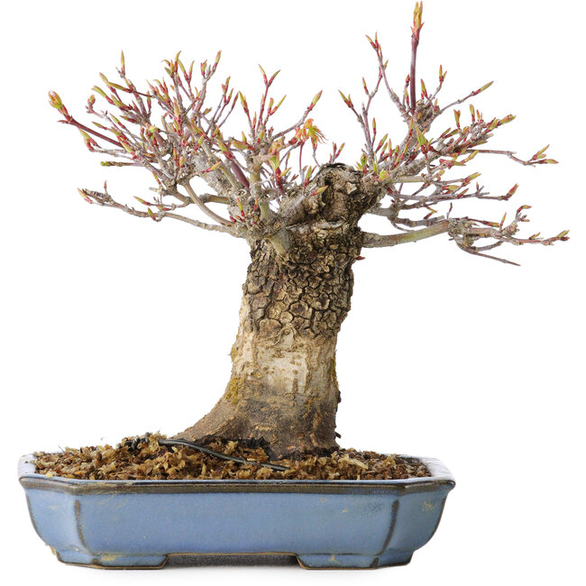 Acer palmatum Arakawa, 16 cm, ± 20 jaar oud, met een nebari van 8 cm
