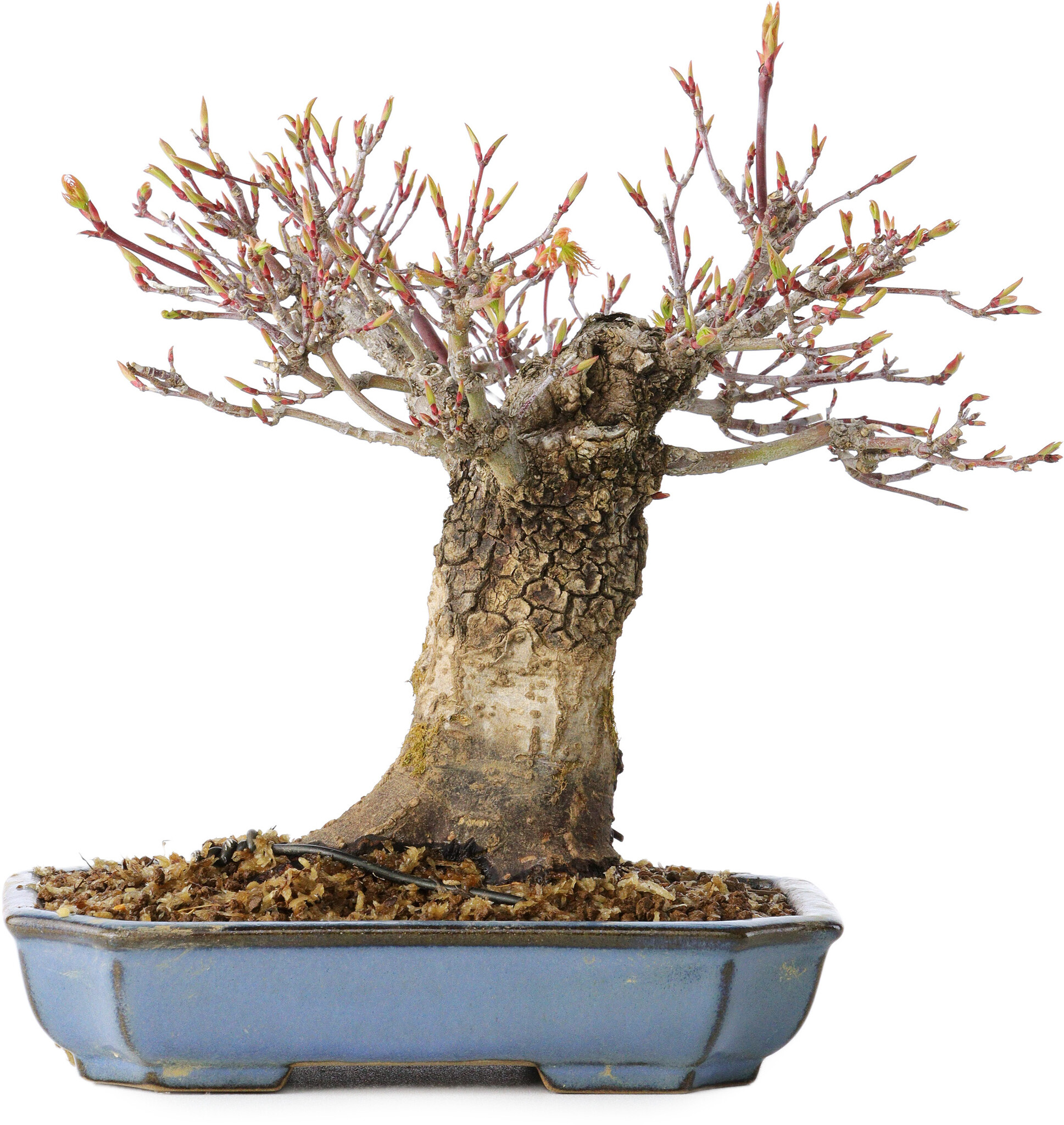 Acer palmatum, 16 cm,  20 Jahre alt, mit einem Nebari von 8 cm - Bonsai  Plaza
