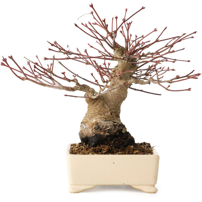 Acer palmatum, 17 cm, ± 25 years old, with a nebari of 9 cm