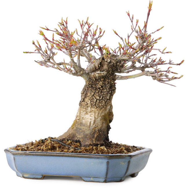 Acer palmatum Arakawa, 16 cm, ± 20 Jahre alt, mit einem Nebari von 8 cm