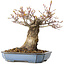 Acer palmatum Arakawa, 16 cm, ± 20 jaar oud, met een nebari van 8 cm